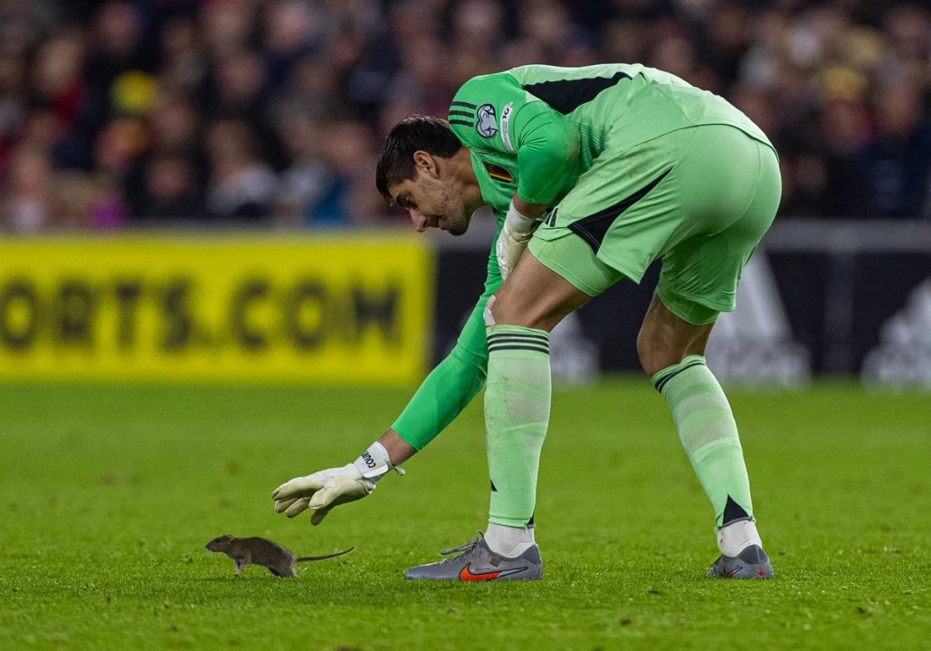 Courtois, a la caza de una rata en Cardiff thumbnail