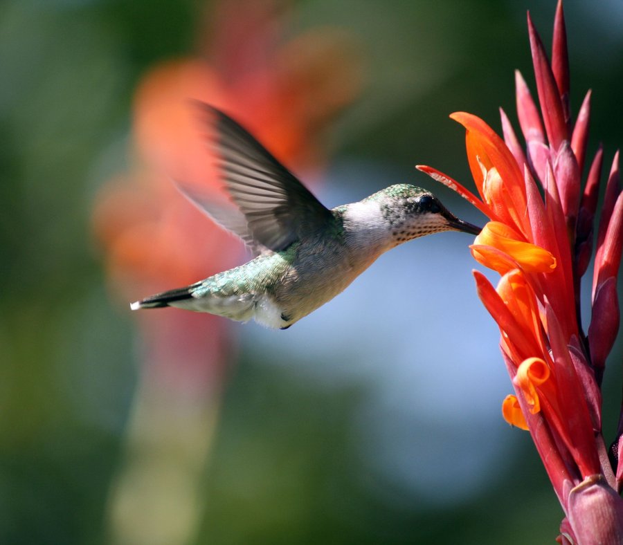 Mi Propia Huerta: ¿Qué flores atraen picaflores?