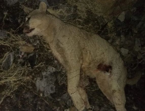 Río Negro: se trabó en lucha con un puma para salvar a su perro