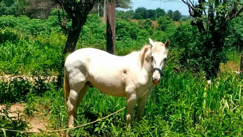 Recuperaron un caballo robado a una niña con síndrome de down