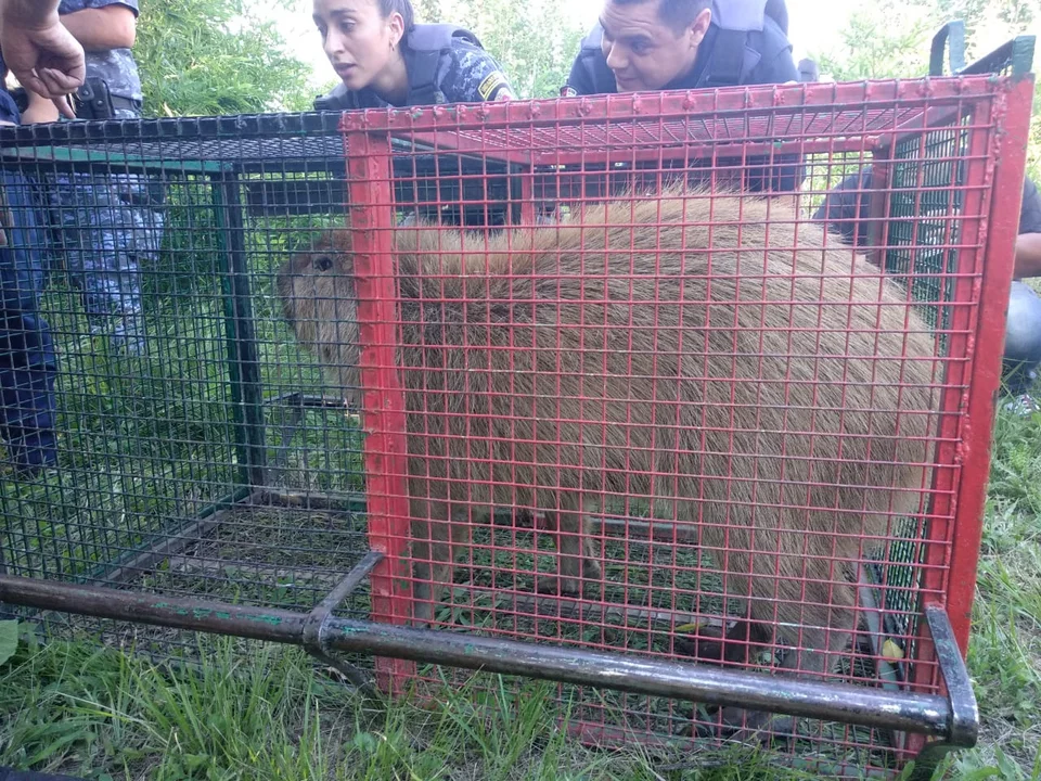 La Policía rescató un carpincho en el predio de los SRT