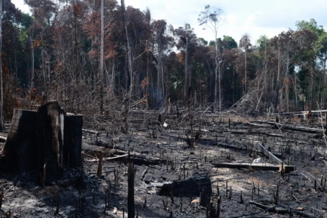 Siguen los récords de deforestación en Amazonas