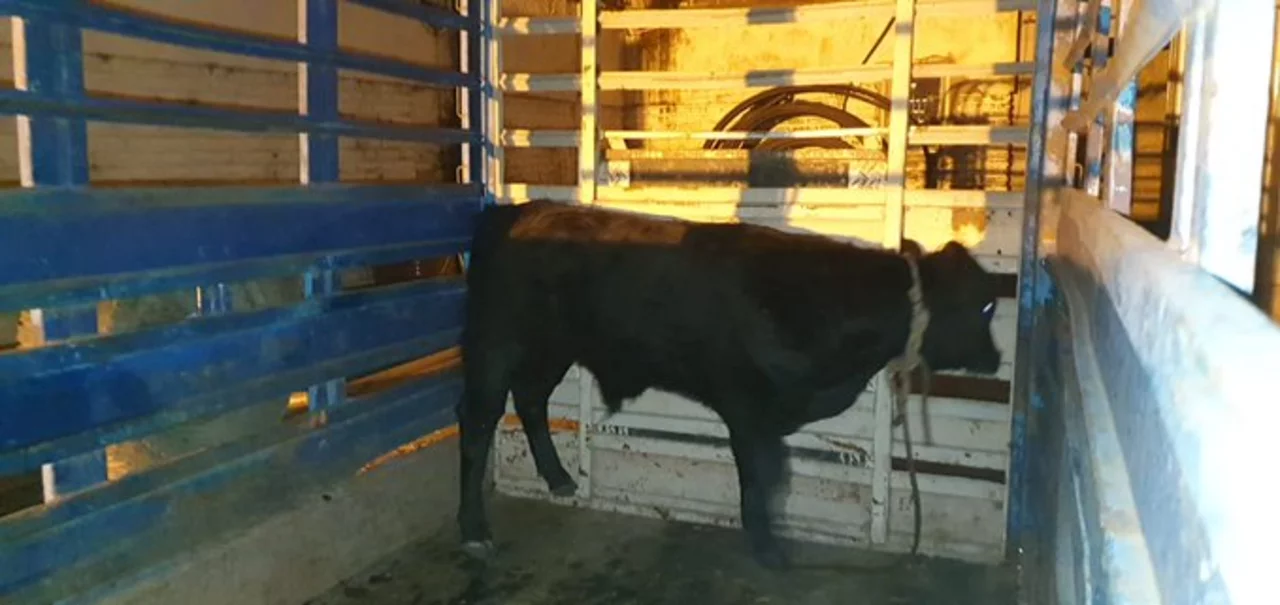 Detuvieron a un ternero que circulaba por la vía pública