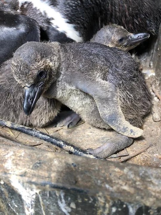 Un pingüino llamado Bielsa