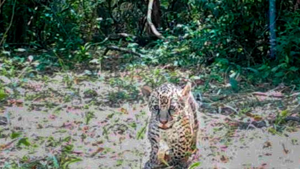 Esteros del Iberá: nacieron dos cachorros de yaguareté