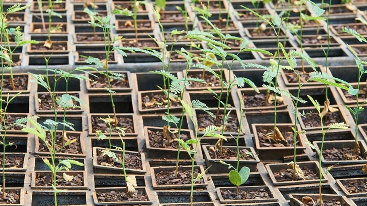 Córdoba firmó un convenio con Misiones para reforestar algarrobos