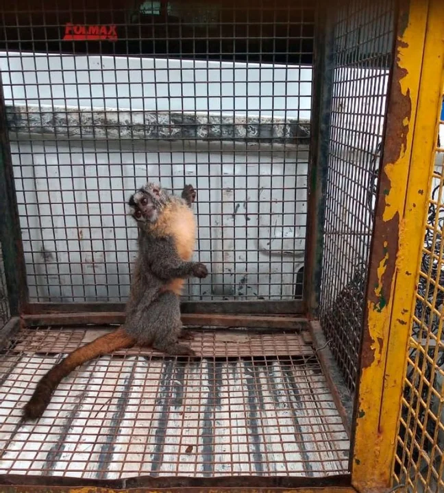 Mirikiná es una especie que habita principalmente en América del Sur. Foto: El Doce