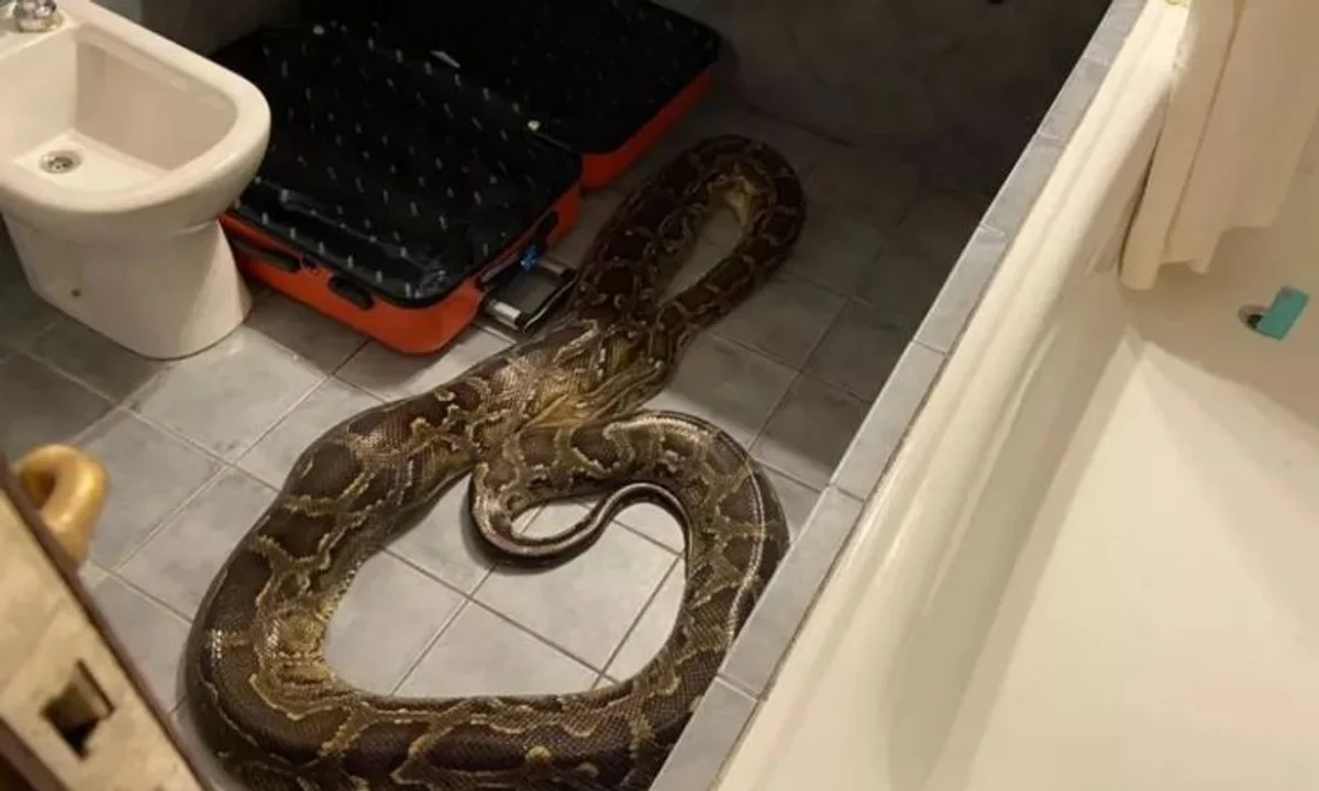 San Luis: encuentran un Pitón de cinco metros en el baño de un hotel