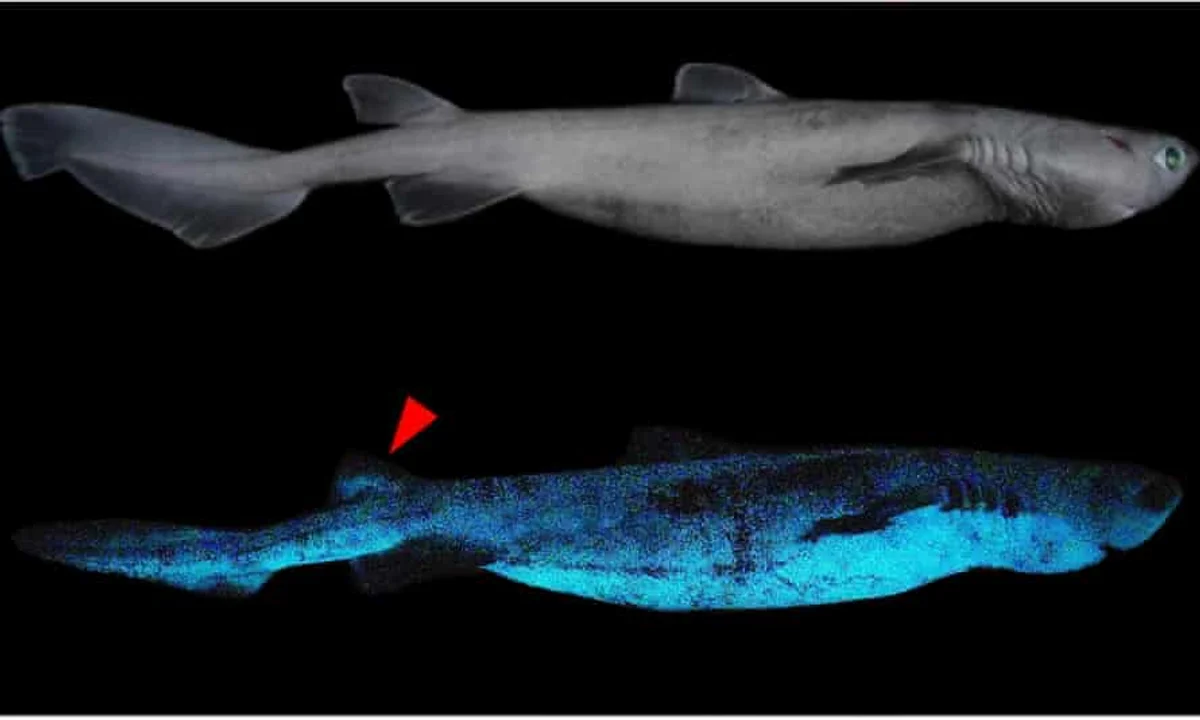 Los investigadores creen es posible que usen su brillo natural para iluminar el fondo del océano mientras buscan alimento