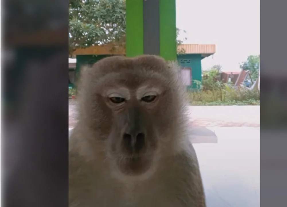Grababan un video cuando un mono las interrumpió y se quedó el celular