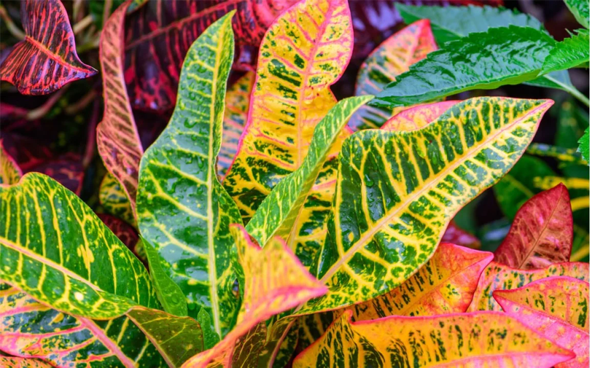 (Foto: Jardinería On)