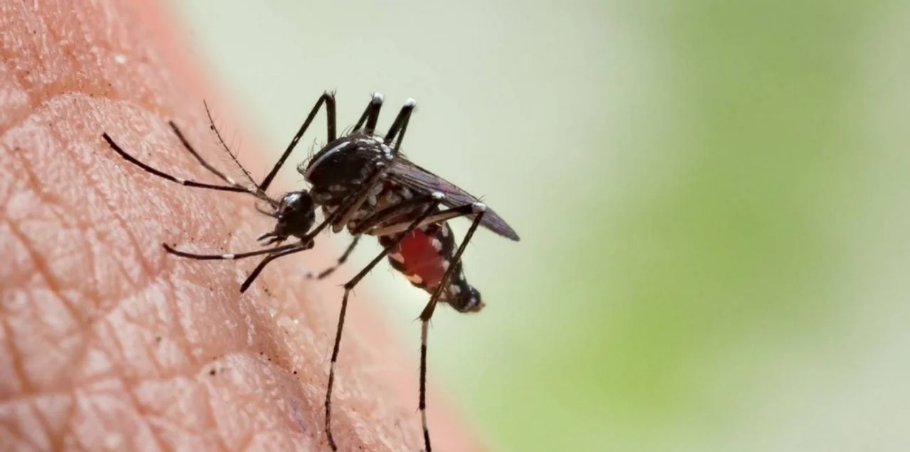 Mosquito transmisor del dengue. Foto: archivo