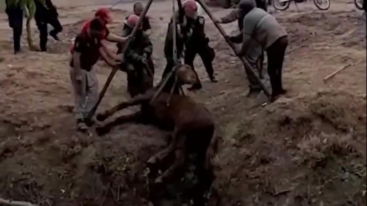 El operativo para rescatar al caballo. Foto: Policía de Córdoba