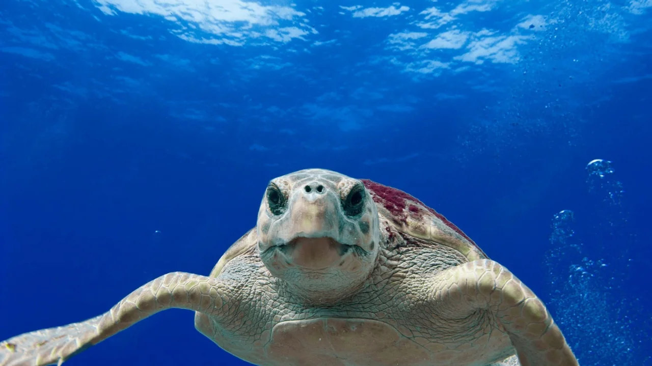 La protección de la tortuga boba da sus frutos, pero todavía quedan amenazas. Imagen: CCO/pxfuel.com/DCMA