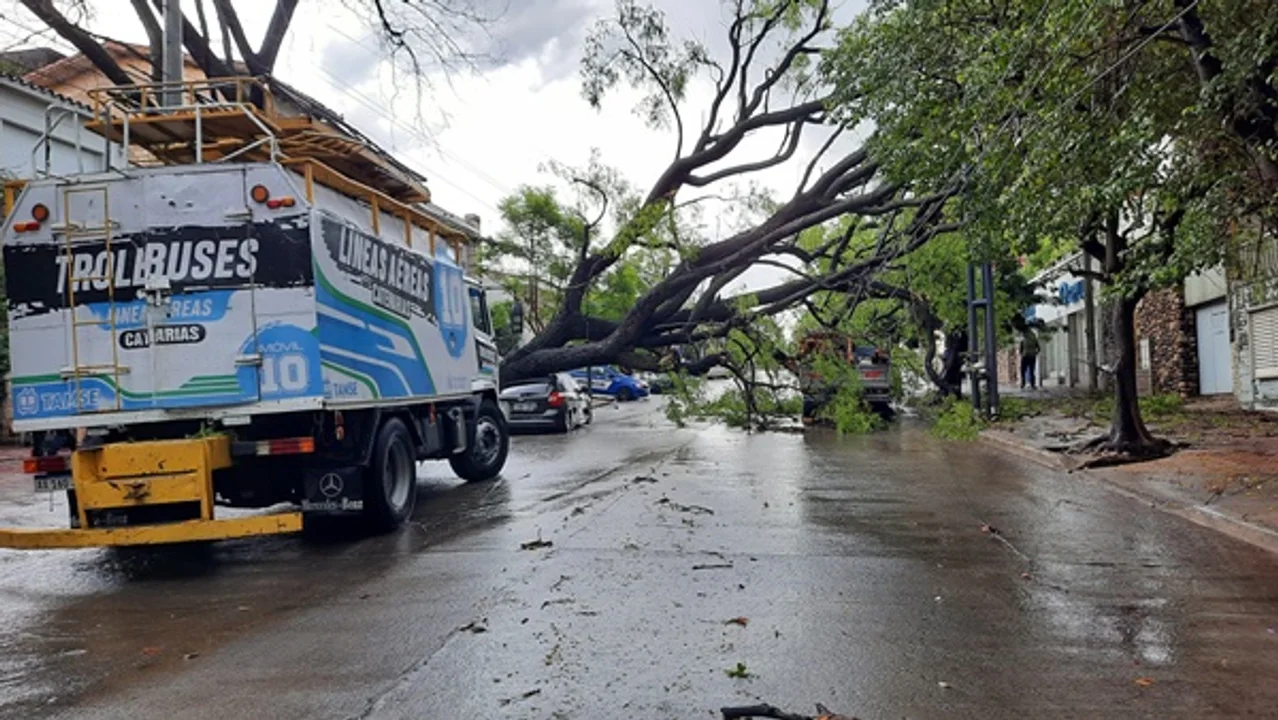 Un auto y una camioneta sufrieron la caída del árbol sobre la calle Lavalleja. Imagen: Favio Catanea.