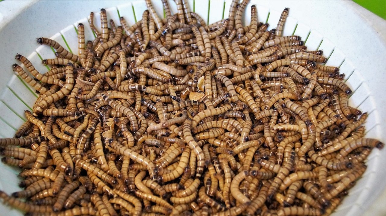 Gusano De La Tierra Sobre Un árbol Los Insectos Del Gusano Para Comer Como  Comida, Es Buena Fuente De Prote?na Comestible Concept Imagen de archivo -  Imagen de arena, tierra: 147937319