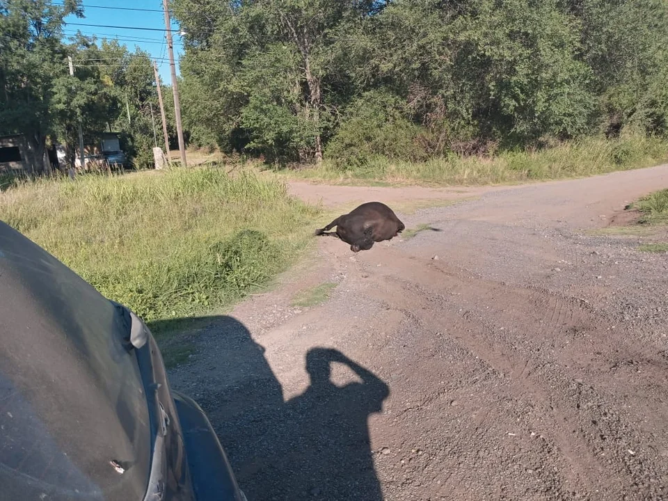 Circular con precaución: un conductor atropelló a una vaca sobre la ruta 38