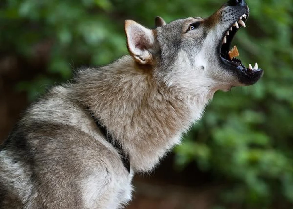 El animal asesinado en marzo es el primer descendiente de un apareamiento perro-lobo que se detecta en Suiza.