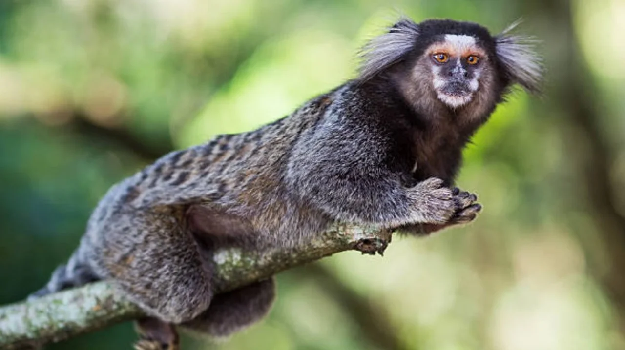 Mono tití pincel negro. Foto ilustrativa: iStock.