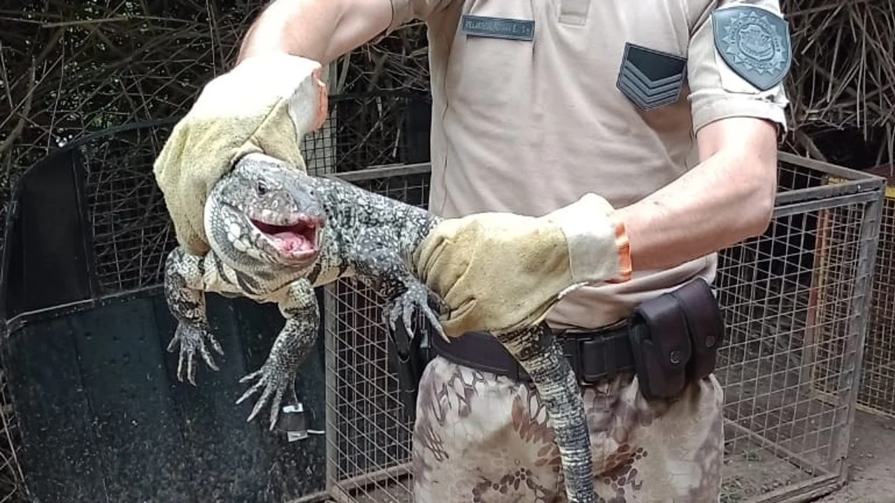 El ejemplar es un macho adulto de gran tamaño y fue puesto a resguardo para su posterior liberación. Foto: Patrulla Ambiental-Policía de Córdoba