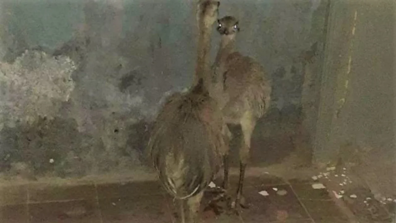 Los nandúes rescatados por la Patrulla Rural de Villa Valeria. Foto: El Diario de Carlos Paz