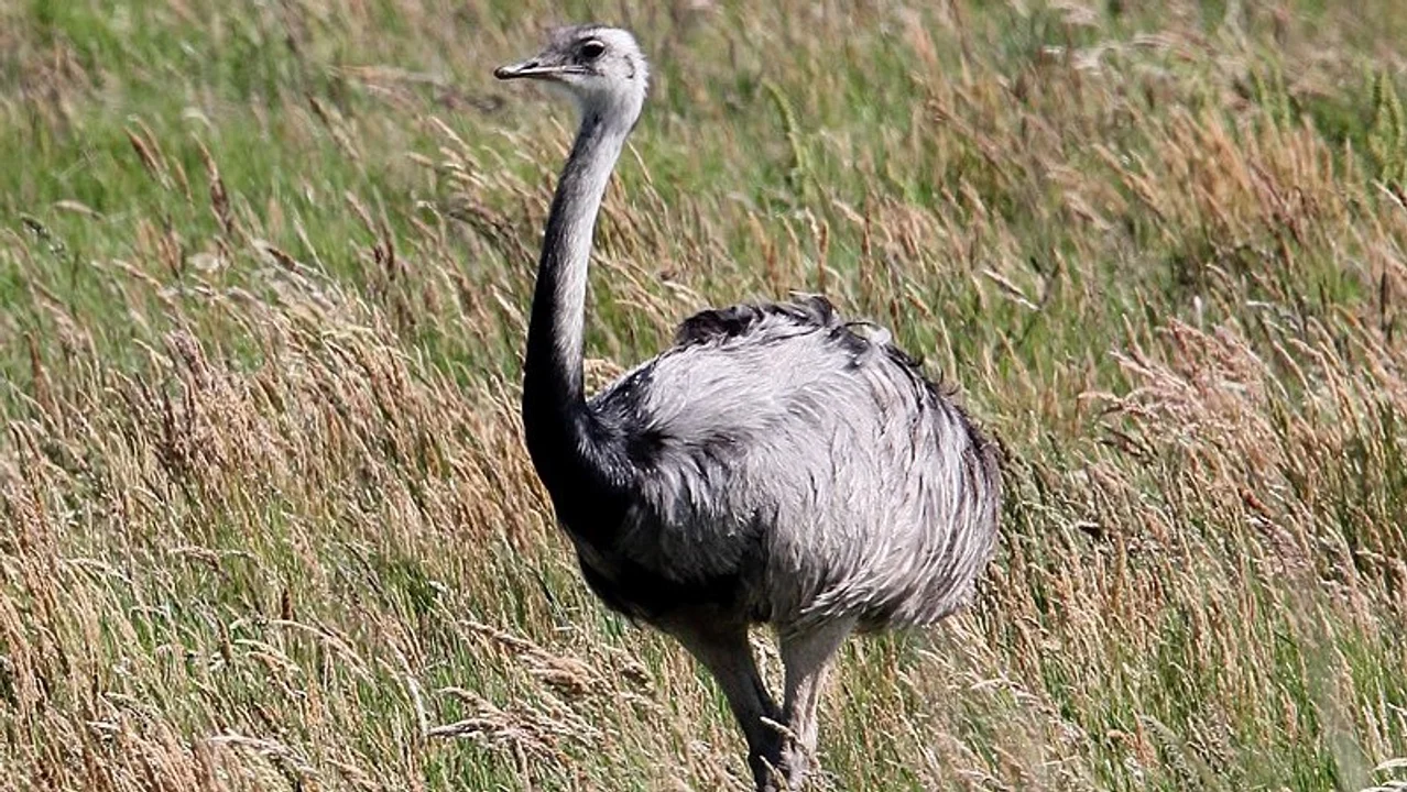 El ñandú es un ave que no vuela, típica del continente Sudamericano, aunque se encuentra en peligro de extinción. Aunque no pertenece a la misma familia, también es llamado "avestruz". Foto: Dominic Sherony
