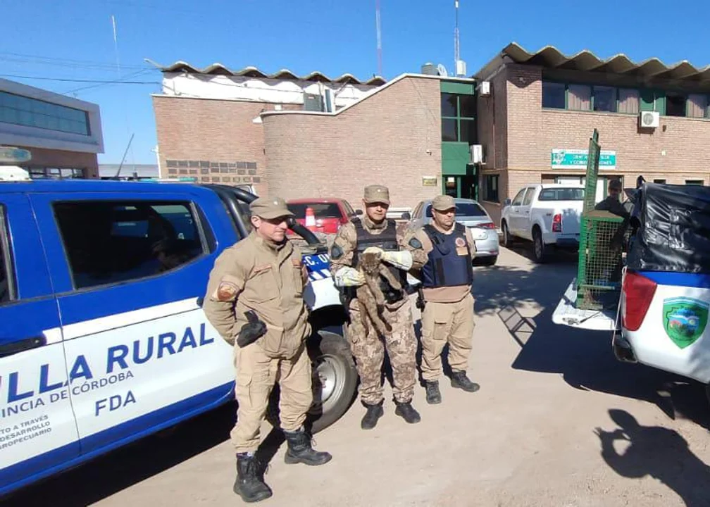 Rescataron un cachorro de puma de una estancia en Rio Cuarto