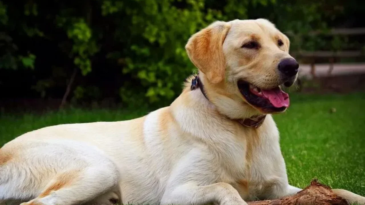 Imputaron a la dueña del perro que atacó a un niño en Unquillo. Foto: La nueva mañana