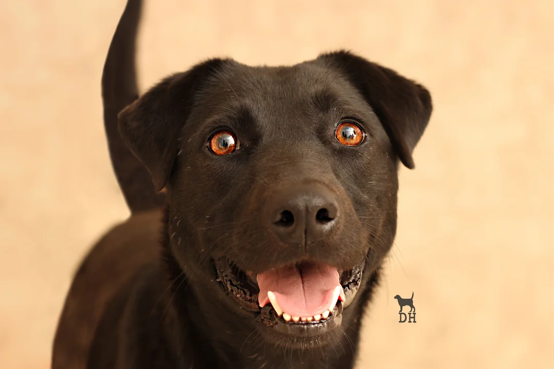 Leyendas perrunas: los perros negros