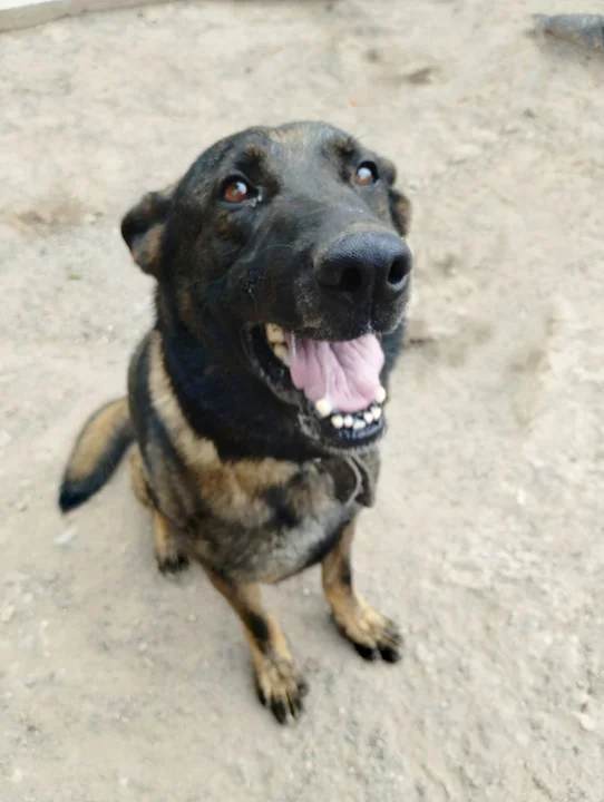 Espartaco, el "perro policía" de la división canes que consiguió ubicar a la persona extraviada en la zona de El Diquecito. Fotografía: Policía de Córdoba.