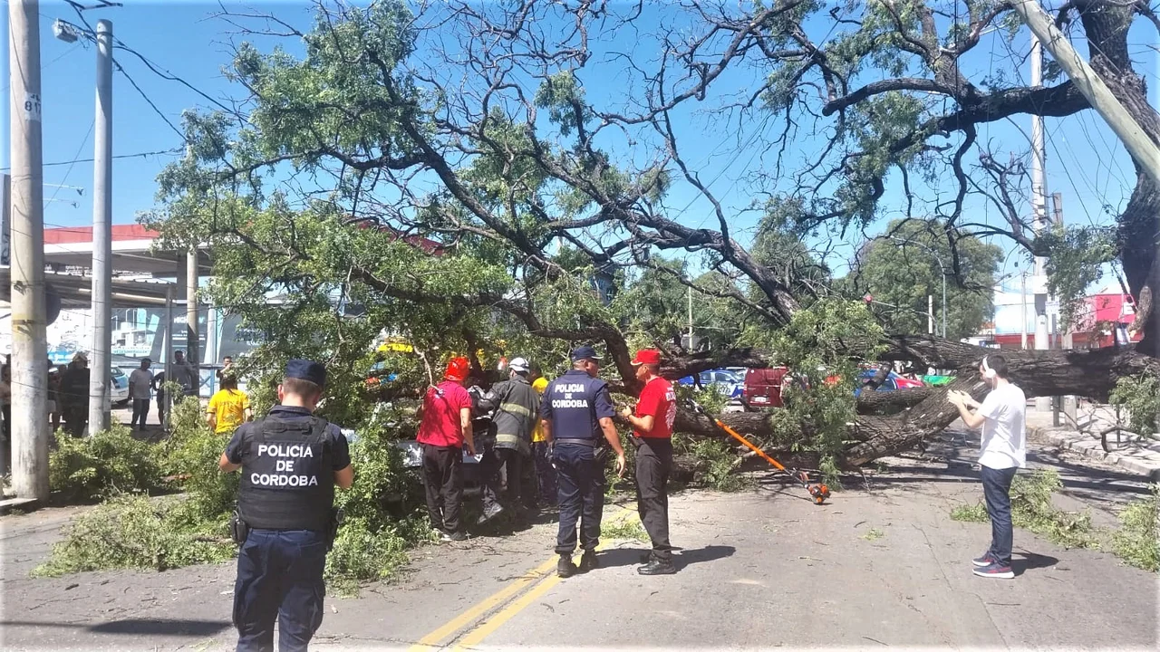 Un enorme árbol cayó en Córdoba y aplastó tres vehículos: una mujer quedó atrapada en un auto