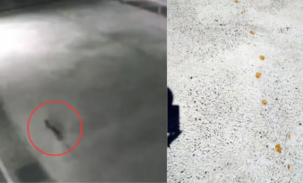 Alerta en Japón: buscan un "gato radiactivo" que sobrevivió a una caída en sustancias tóxicas