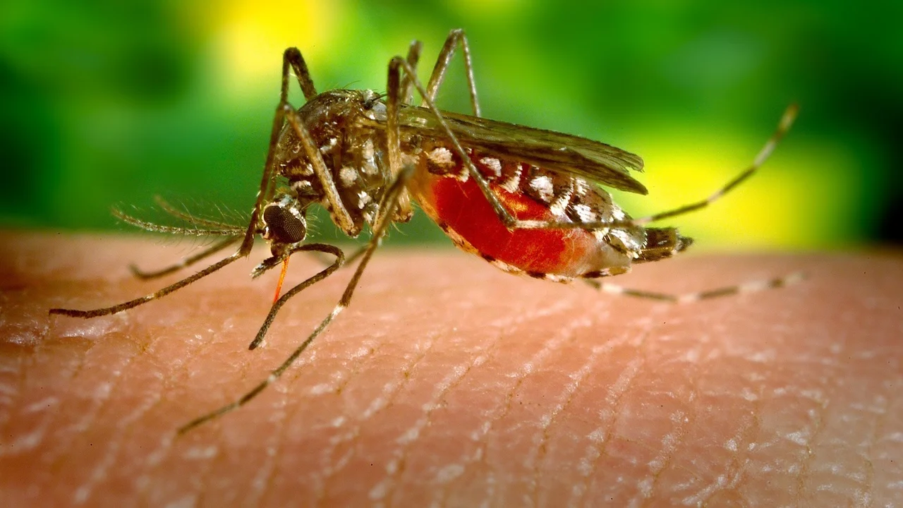 Los casos de dengue reportados bajan consistentemente con la temperatura. Imagen: CCO / pxhere.com