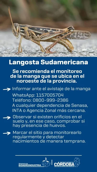 Córdoba: alertan por movimientos de langostas "sudamericanas" que llegarían a zonas urbanas