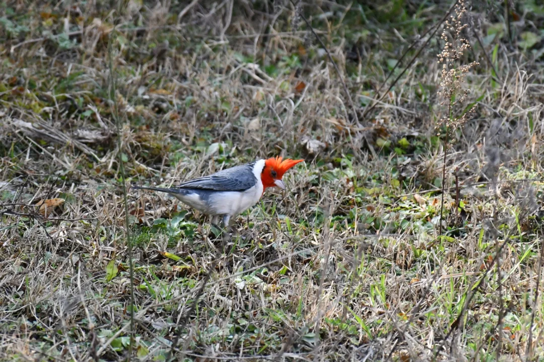 Liberaron 21 aves silvestres en La Calera