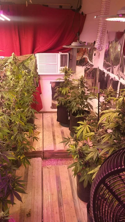 Detuvieron a una pareja en Córdoba: tenían dos viveros de marihuana en Alberdi
