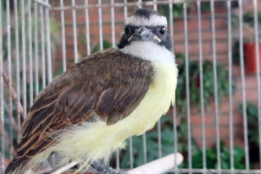 Rescatan cardenales amarillos, reyes del bosque y tortugas en Córdoba