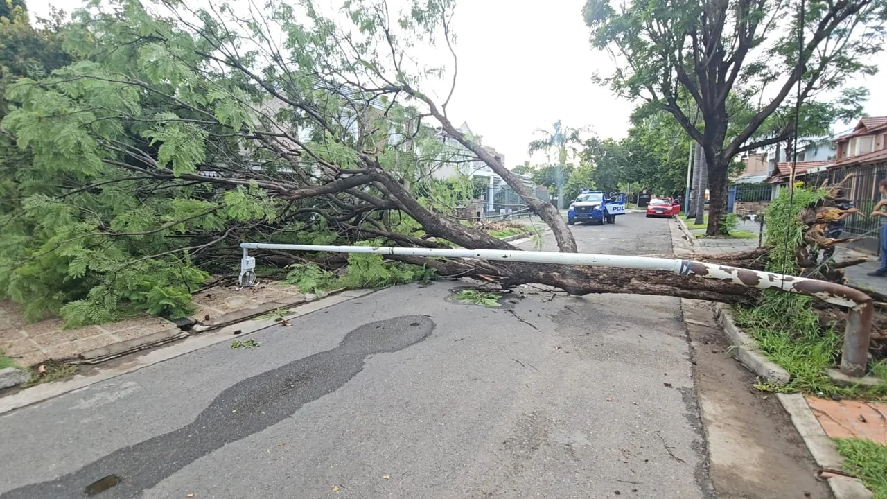 Árboles caídos y calles cortadas: las consecuencias de la tormenta en Córdoba