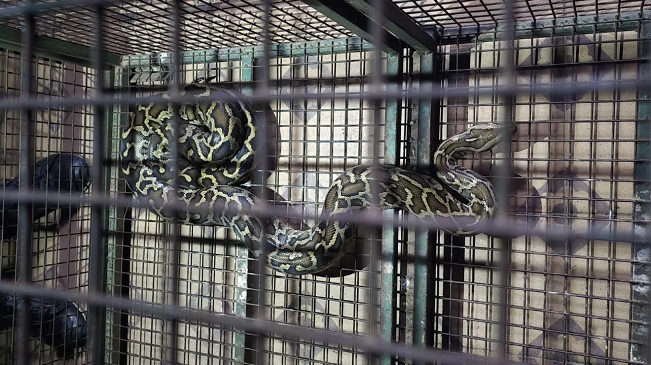 La serpiente fue puesta a disposición de la autoridad pertinente