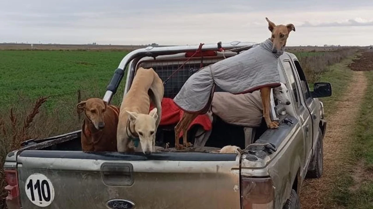 Los galgos son utilizados para la caza de liebres y para carreras, actividades que son ilegales en Córdoba