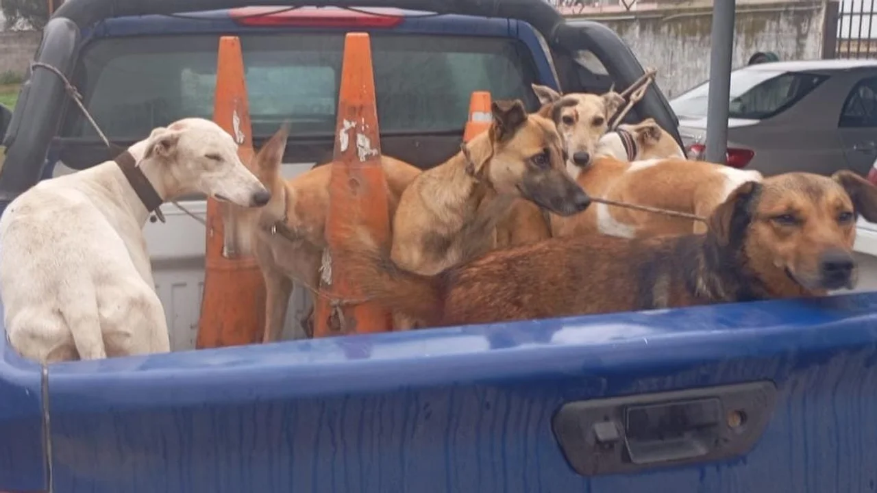 Fueron rescatados 16 perros