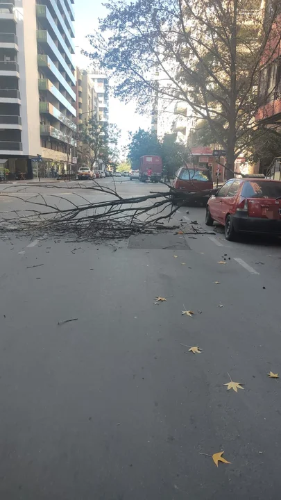 Una rama se desprendió y aplastó un auto en Nueva Córdoba