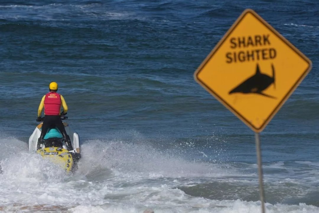Un surfista profesional perdió la vida en un ataque de tiburón en Sídney thumbnail