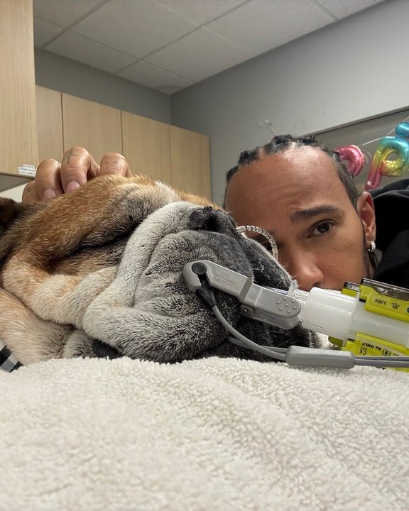 El pedido de Lewis Hamilton a sus seguidores por la salud de su perro Roscoe thumbnail