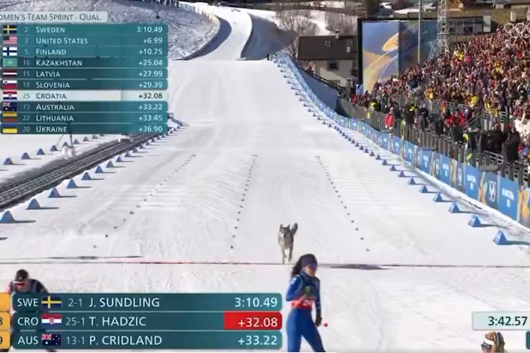 Invitado sorpresa: el perro lobo que desafió el photo finish olímpico thumbnail