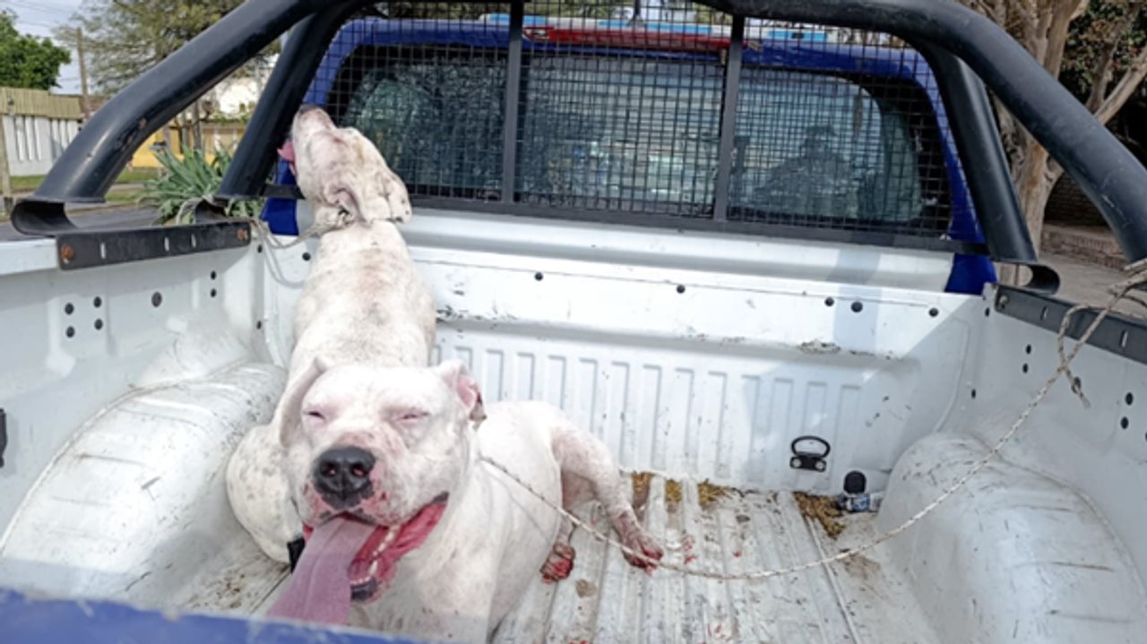 Atrapan a dogos sueltos en Córdoba: temor entre los vecinos al verles sangre en el hocico