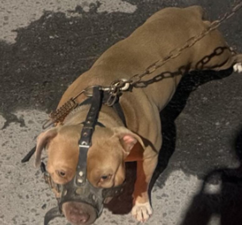 Córdoba: un pitbull atacó a un hombre y le provocó heridas